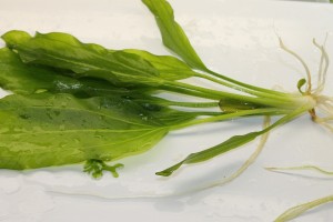 Изображение 2225.jpg