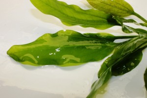 Изображение 2305.jpg