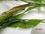 Криптокорина Устериана (Cryptocoryne usteriana)_3.JPG