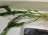 Криптокорина Устериана (Cryptocoryne usteriana)_5.JPG