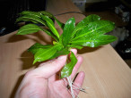 100_4633.JPG