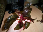 100_4637.JPG