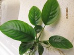 Anubias barteri var. barteri12.jpg