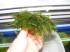 DSCF9917.JPG