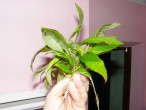 DSCF9972.JPG