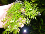 DSCF9974.JPG