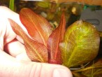 DSCN0010.jpg