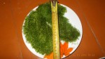 DSCN0404.jpg