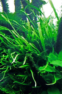 Вот так растёт в акве у меня..JPG