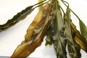 Изображение 2384.jpg