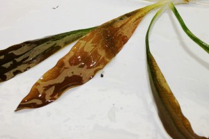 Изображение 2399.jpg