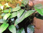 Anubias barteri var. barteri04.jpg