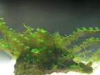Butterfly moss .JPG