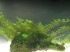 Butterfly moss .JPG