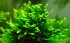Cameroon moss.jpg
