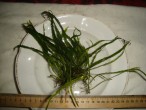 DSC05623.JPG