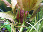 DSCF9932.JPG
