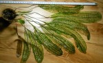 DSCN0068.jpg