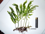 DSCN3508.JPG