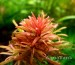 Ludwigia Pantanal.jpg