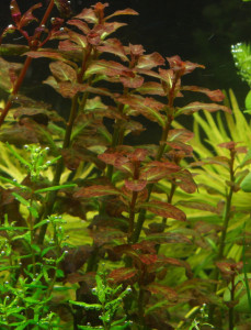 P2020139.JPG