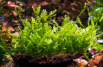 Pearl Moss - Blepharostoma trichophyllum.jpg
