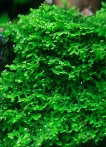 Ricardia moss.jpg