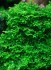 Ricardia moss.jpg