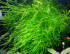 Thamarassery moss.JPG