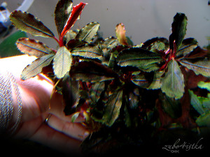 Аукцион aquaforum » Bucephalandra sp. Batang Kawa