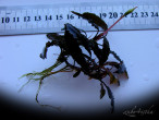 bp-3.jpg