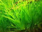copy_127_copy_974_blyxa21.jpg