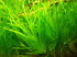 copy_127_copy_974_blyxa21.jpg