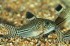 copy_262_somik-leopardovyj-corydoras-trilineatus_2.jpg