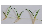 copy_559_littorella-uniflora-51447c0fdc99c.jpg