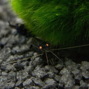 copy_588_Caridina-sp.-BTO-Black-tiger-orange-eyes.jpg