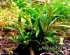 copy_747_Schismatoglottis-Roseospatha-Gunung-Hose-02.jpg