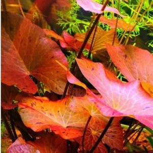 copy_801_нимфея.jpg