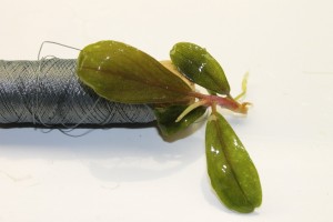 Изображение 2448.jpg