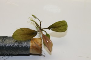 Изображение 2452.jpg