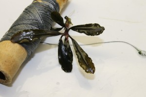 Изображение 2468.jpg