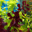 Людвигия супер ред (Ludwigia palustris super red).'.jpg