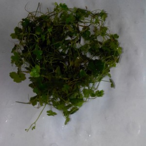 2015-03-09 14.33.21.jpg