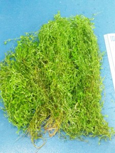 2015-03-29 17.10.40.jpg