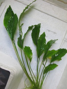 Anubias sp. undulatus latifolia_02.JPG