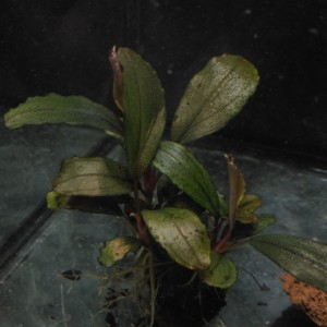 Bucephalandra sp.  Black kayu manis.jpg