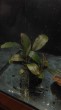 Bucephalandra sp.  Black kayu manis.jpg