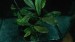 Bucephalandra sp.  Blue green.jpg