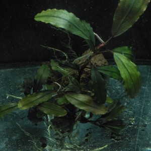 Bucephalandra sp.  Cooper Leaf Melawi West Kalimantant.jpg