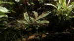 Bucephalandra sp.  Fino Bitter.jpg